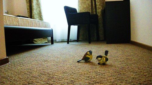 Фото ковролина в интерьере квартиры и его виды