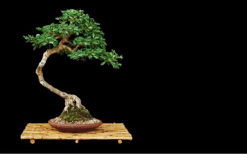 Горшок для бонсай: своими руками, под бонсай с рисунком, пересадить в керамический горшок, цветочный для дерева, как правильно, фото, видео