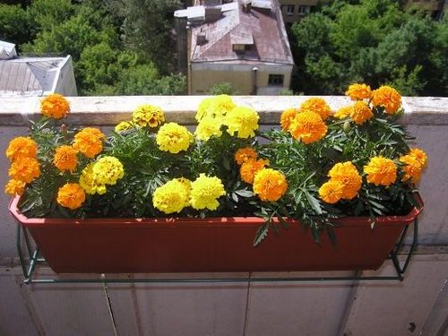 Какие цветы посадить на балконе: солнечная, северная сторона, что лучше выращивать, фото