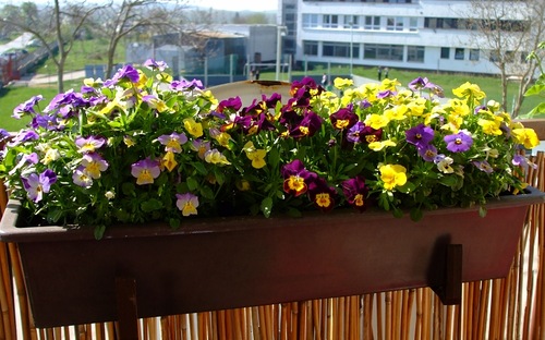 Какие цветы посадить на балконе: солнечная, северная сторона, что лучше выращивать, фото
