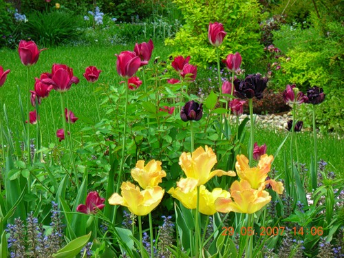 Сорта тюльпанов. Правила посадки, выращивания и ухода за цветами.