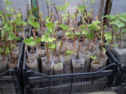 Как высадить черенки винограда весной