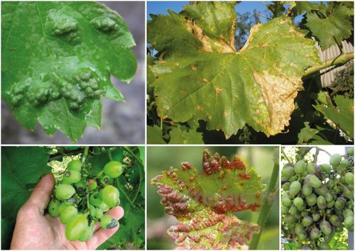 Саженцы винограда: посадка и уход