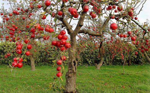 Схема обрезки старых яблонь осенью