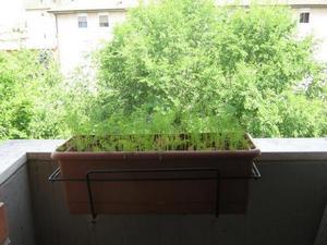 Выращивание укропа на подоконнике зимой и летом: как вырастить на балконе самому