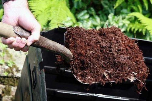 Целозия гребенчатая: выращивание из семян - подробная инструкция!