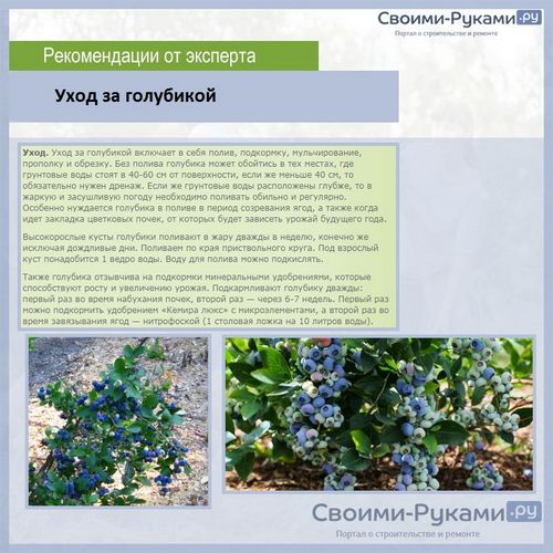 Голубика: выращивание из семян - подробная информация!