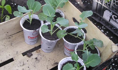 Как вырастить брокколи на огороде - пошаговая инструкция!