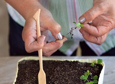 Как вырастить рассаду земляники в домашних условиях - пошаговые инструкции!
