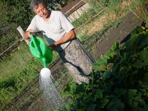 Огород без хлопот для пожилых - полезные рекомендации и важные советы!