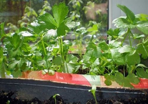 Петрушка на подоконнике - выращивание из семян своими руками!