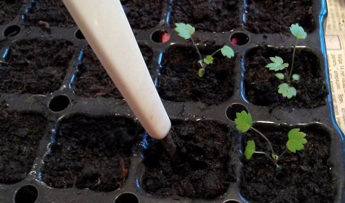 Рассада земляники из семян: уход и выращивание своими руками - подробно об агротехнологии!