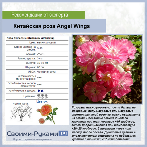 Роза китайская «Крылья ангела» - выращивание из семян пошагово