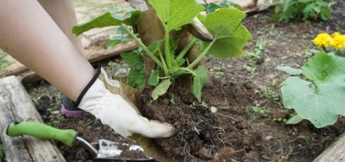 Тыква: уход и выращивание в открытом грунте - подробная инструкция!