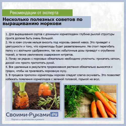 Выращивание моркови в открытом грунте - подробная инструкция