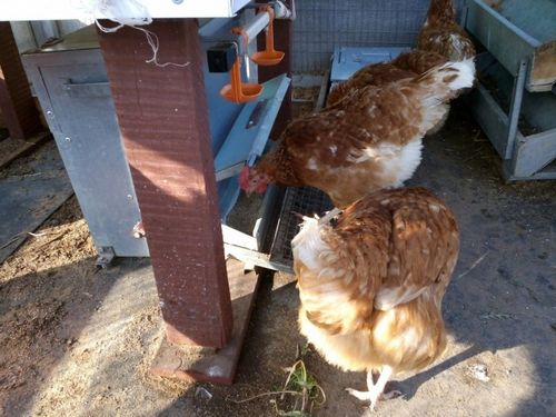 Бункерная кормушка для кур своими руками (кормушка, корм) Бункерная кормушка для кур своими руками