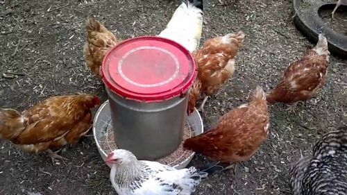 Бункерная кормушка для кур своими руками (кормушка, корм) Бункерная кормушка для кур своими руками