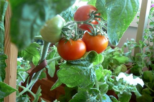 Черри на подоконнике – как вырастить помидоры зимой?
