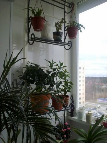 Дизайн балкона + фото (балкон, лоджия) Дизайн балкона + фото