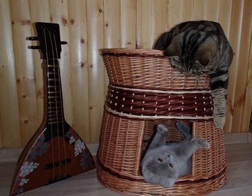 Домики для кошек своими руками + фото (домик, кошка) Домики для кошек своими руками + фото