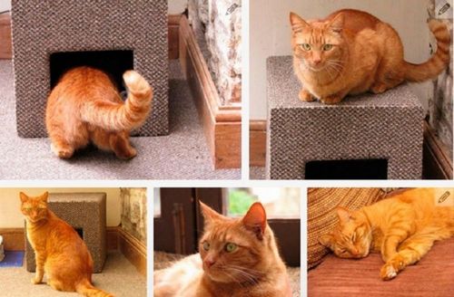 Домики для кошек своими руками + фото