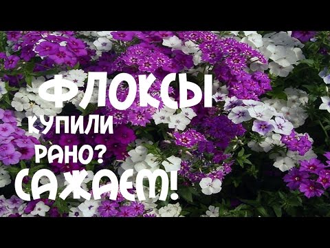 Флоксы: фото, посадка, уход, выращивание