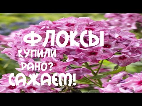 Флоксы: фото, посадка, уход, выращивание (флокс, растение) Флоксы: фото, посадка, уход, выращивание
