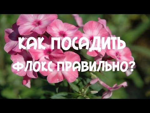 Флоксы: фото, посадка, уход, выращивание