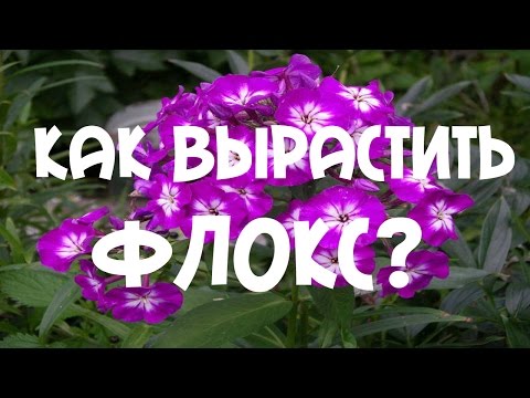 Флоксы: фото, посадка, уход, выращивание