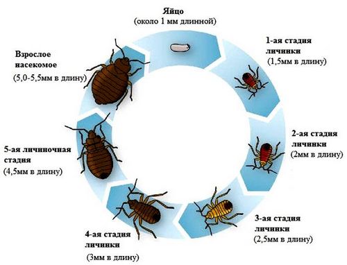 Хотите найти средства от клопов в квартире? Самое эффективное в статье