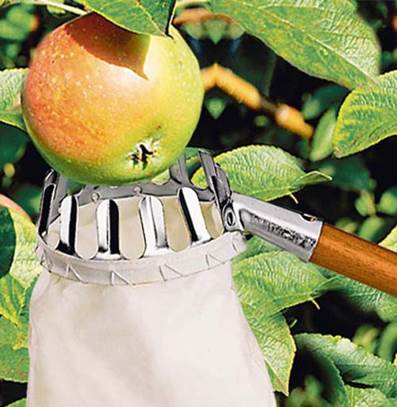 Как хранить яблоки на зиму на балконе: при какой температуре хранить яблоки