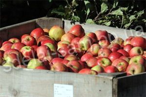 Как хранить яблоки