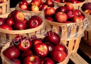 Как хранить яблоки