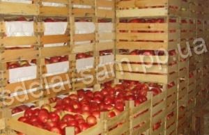 Как хранить яблоки