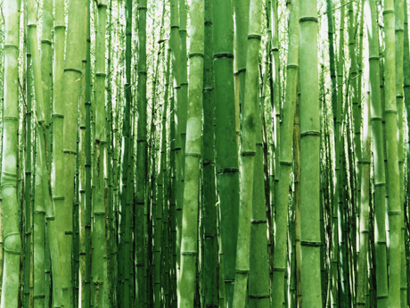 Как клеить бамбуковые обои: видео, какой клей использовать