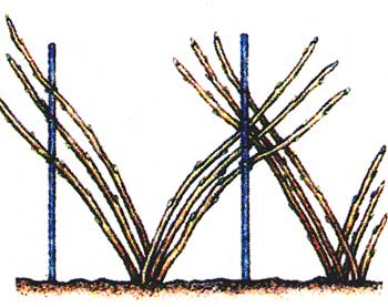 Как правильно подвязывать кусты малины. Особенности подвязки кустов малины