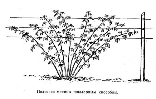 Как правильно подвязывать кусты малины. Особенности подвязки кустов малины