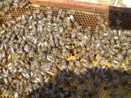 Как разводить пчел. Разводим пчел. Как разводить пчел правильно и эффективно? Как работать с семьями и ухаживать за особями?