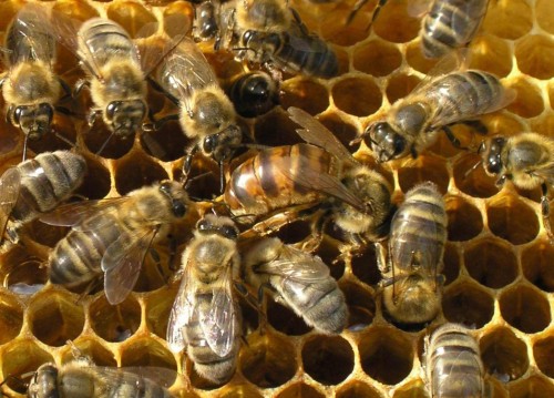 Как разводить пчел. Разводим пчел. Как разводить пчел правильно и эффективно? Как работать с семьями и ухаживать за особями?