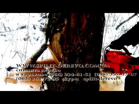 Как спилить дерево: фото, видео инструкция (дерево, спилить) Как спилить дерево: фото, видео инструкция