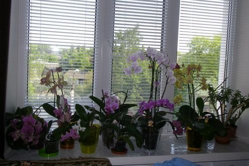 Как ухаживать за орхидеей в горшке: условия для долгого цветения