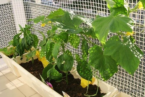 Как вырастить огурцы на балконе летом (фото и видео)