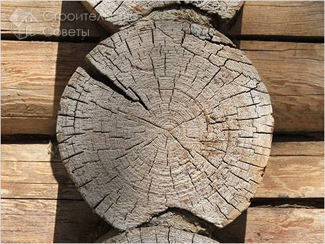 Как защитить древесину от процесса гниения