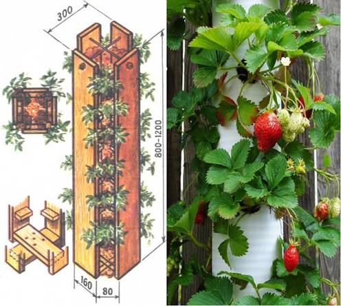 Клубника на балконе круглый год: как вырастить клубнику на балконе