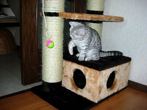 Кошачий домик своими руками (домик, кошачий) Кошачий домик своими руками