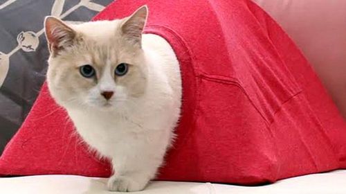 Кошачий домик своими руками (домик, кошачий) Кошачий домик своими руками