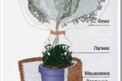Помидоры на балконе: выращивание, посадка, какой сорт подойдет (фото и видео) (балкон, растение) Помидоры на балконе: выращивание, посадка, какой сорт подойдет (фото и видео)