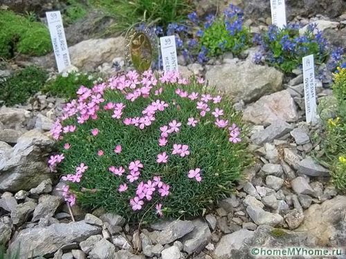Растения для альпийской горки: фото и названия, примеры рокариев