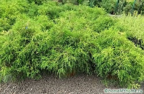 Растения для альпийской горки: фото и названия, примеры рокариев (растение, альпийский) Растения для альпийской горки: фото и названия, примеры рокариев
