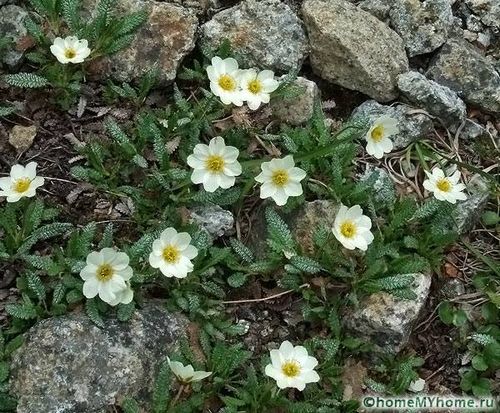 Растения для альпийской горки: фото и названия, примеры рокариев